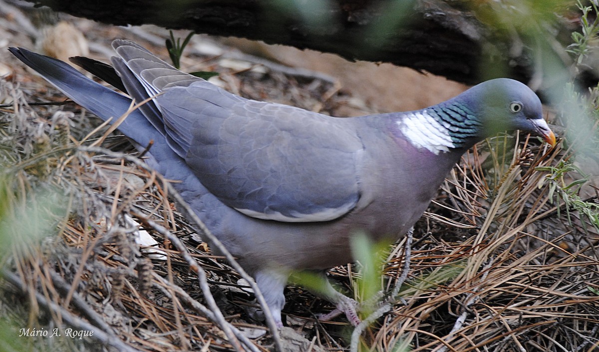 Common Wood-Pigeon - ML618783312