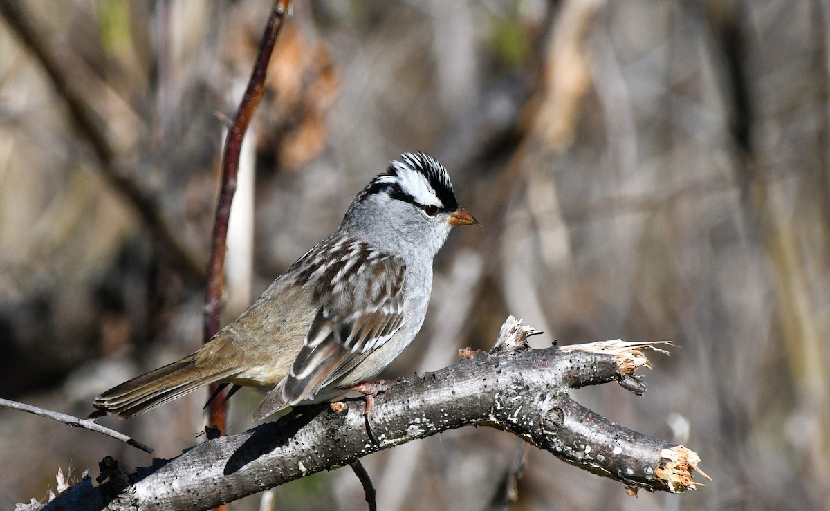 White-crowned Sparrow - ML618783315