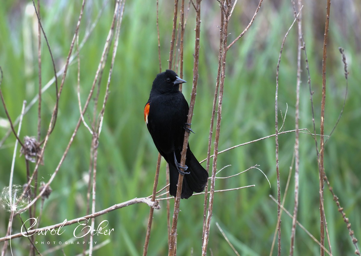 Red-winged Blackbird - Carol Ecker