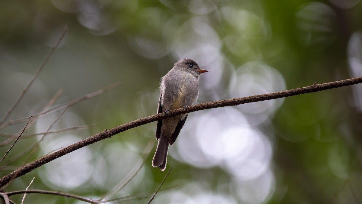 Southern Tropical Pewee - ML618783337