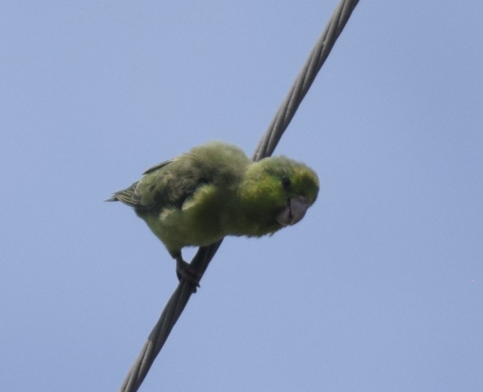 Папуга-горобець еквадорський - ML618783338