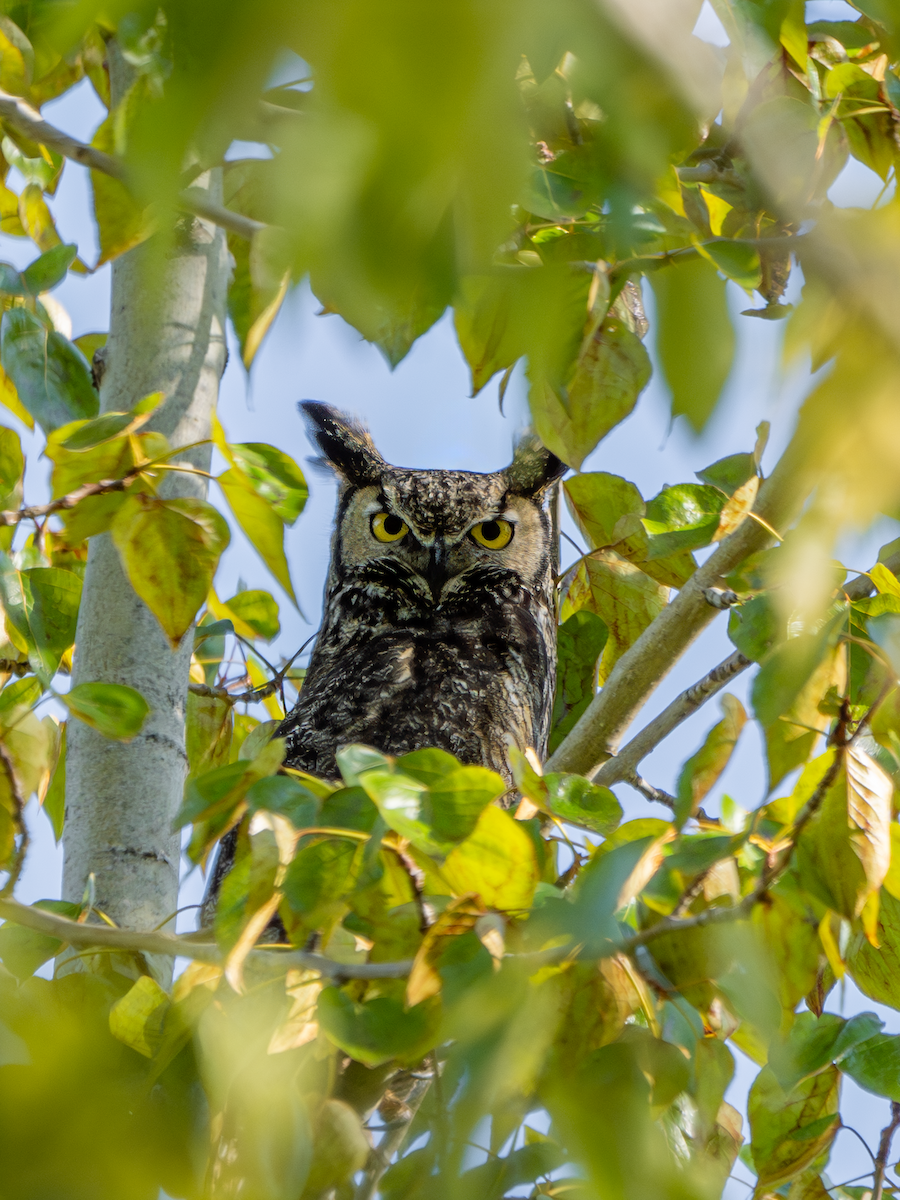 Great Horned Owl - Vivian Manning