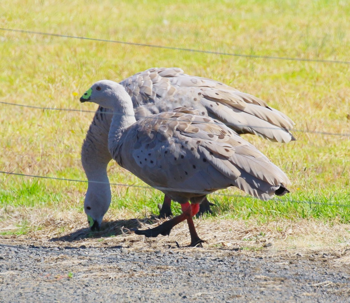 Cape Barren Goose - sean clancy