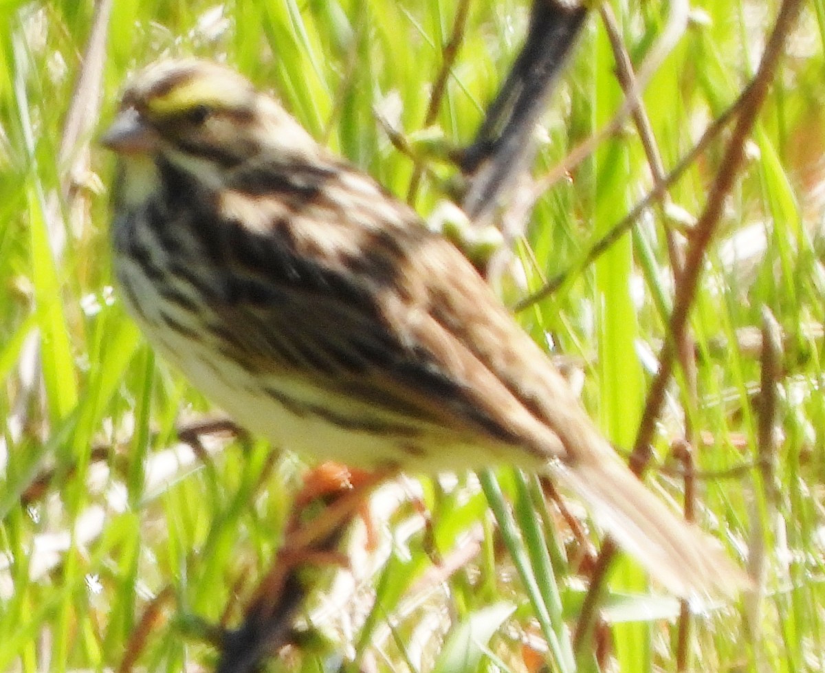 Savannah Sparrow - ML618783395