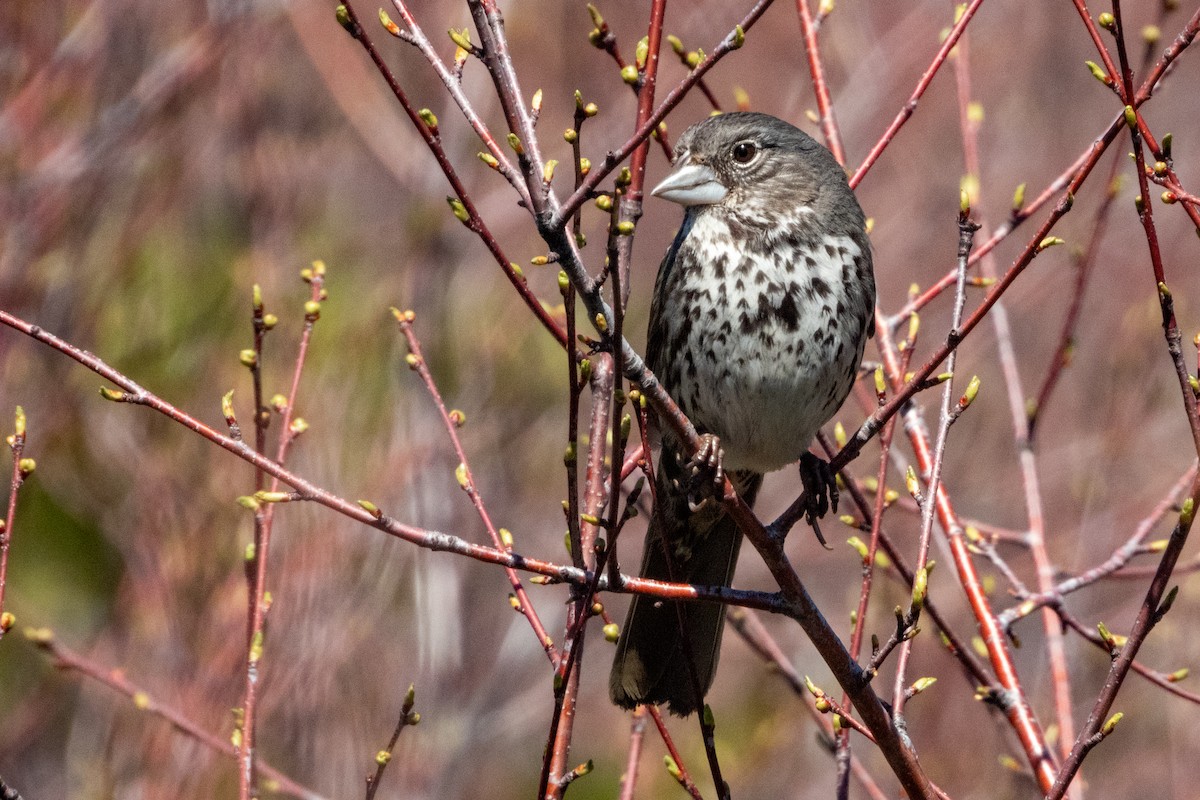 Fox Sparrow (Thick-billed) - ML618783427