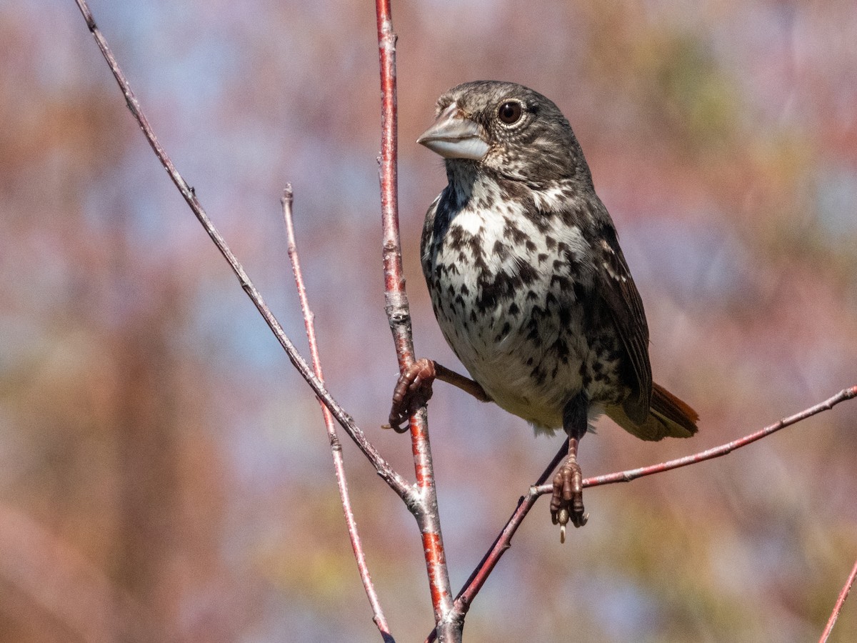 Fox Sparrow (Thick-billed) - Kellen Apuna