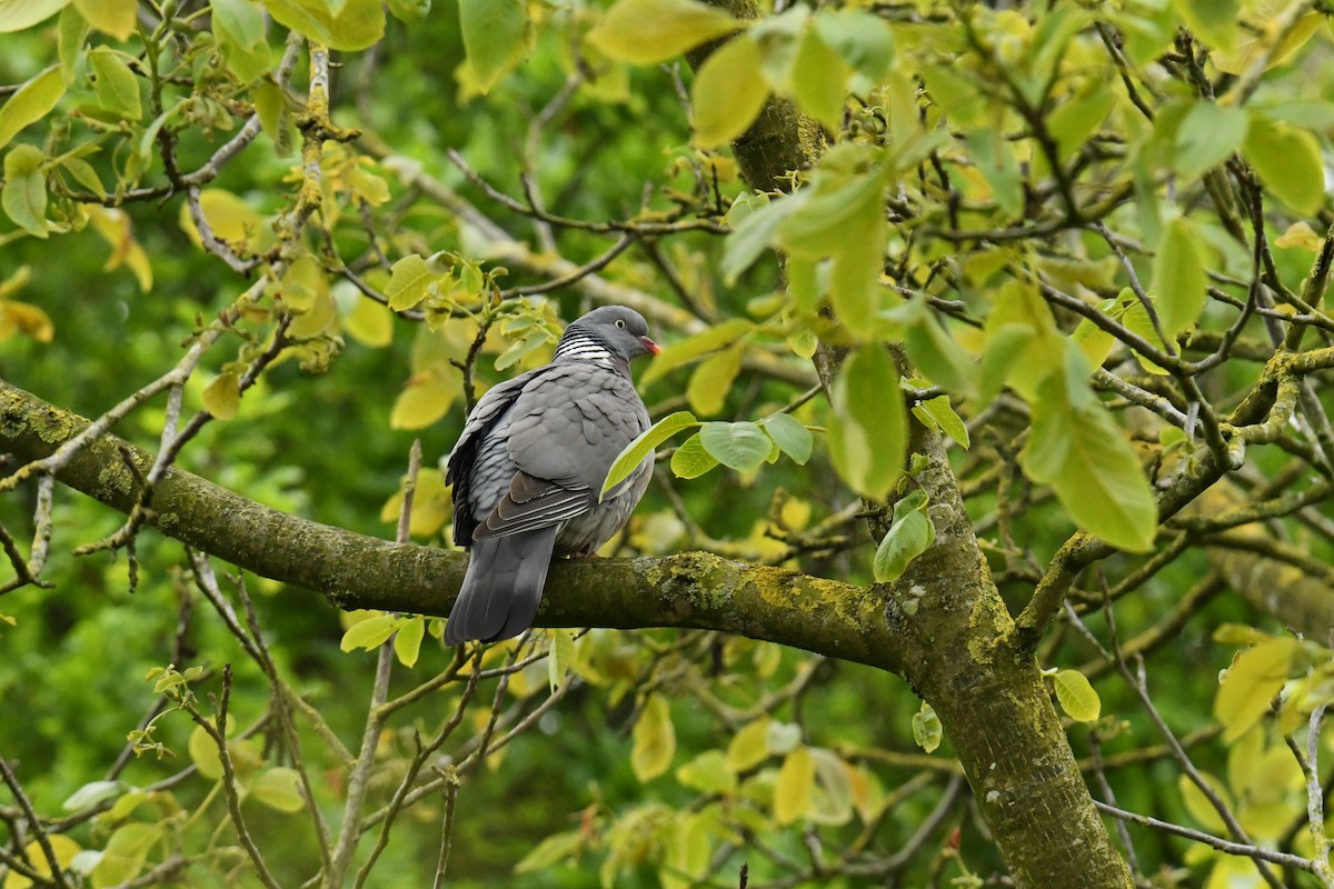 Common Wood-Pigeon - Mayoh DE Vleeschauwer