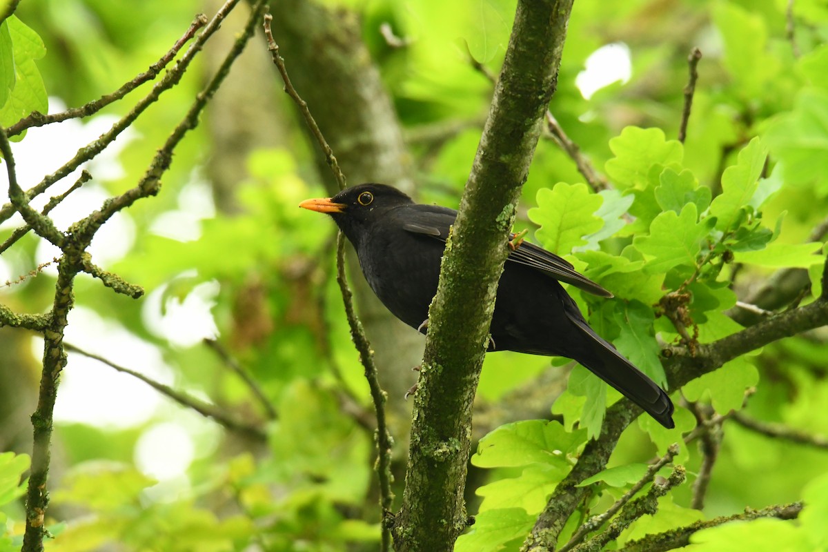 Eurasian Blackbird - Mayoh DE Vleeschauwer