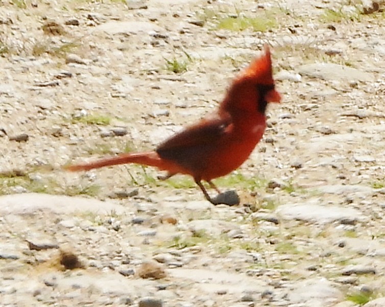 Northern Cardinal - alan murray