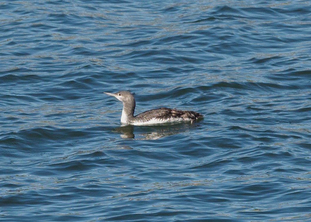 Red-throated Loon - ML618783490