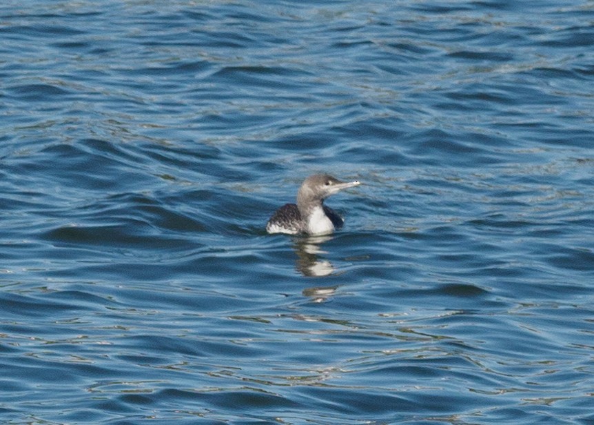 Red-throated Loon - ML618783491