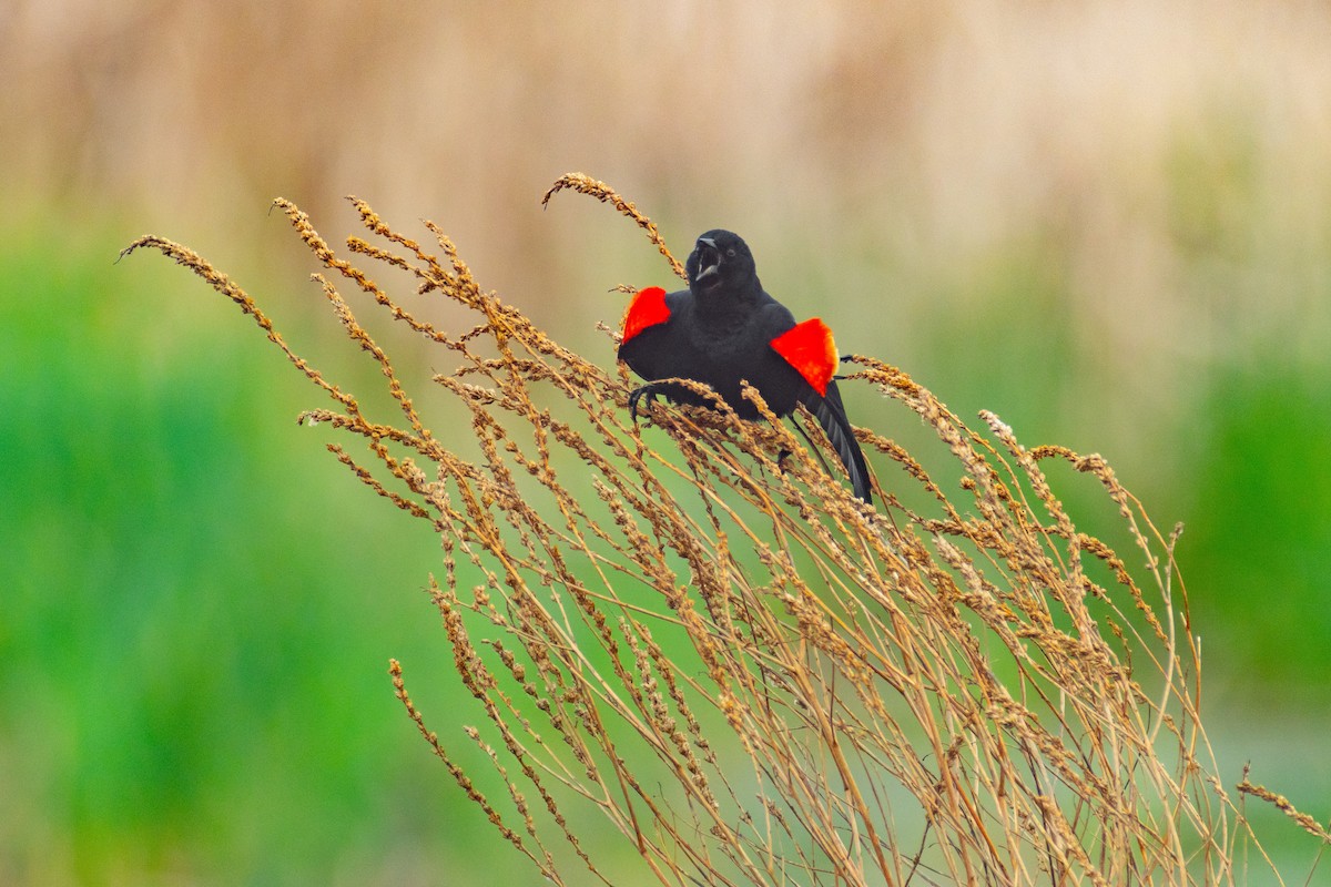 Red-winged Blackbird - Nicholas Hinnant