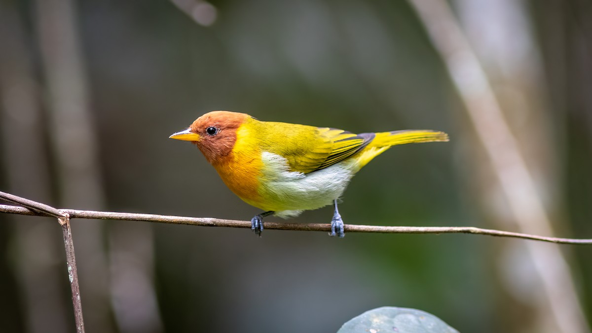 Rufous-headed Tanager - ML618783501