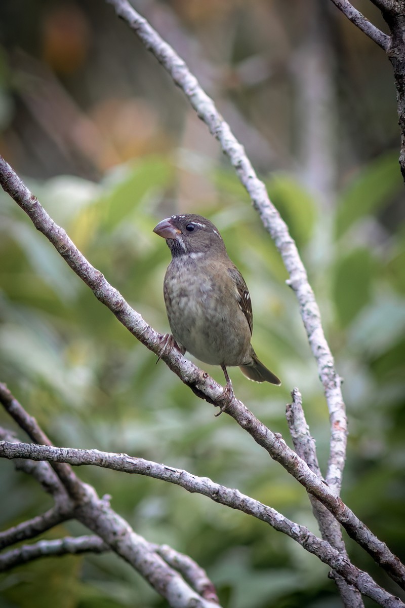 Buffy-fronted Seedeater - ML618783534
