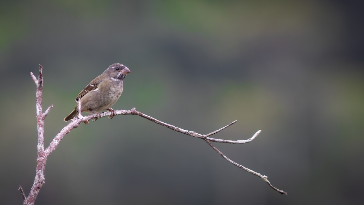 Buffy-fronted Seedeater - Diego Murta