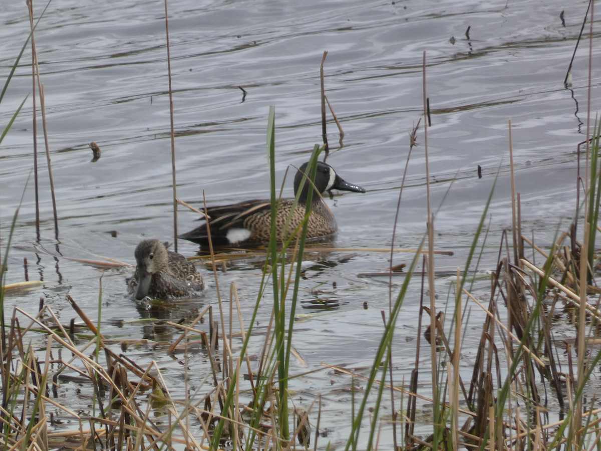 Blue-winged Teal - ML618783561