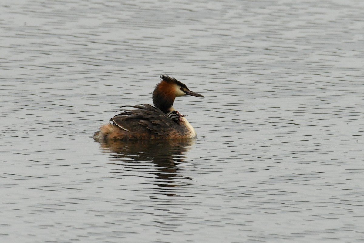 Great Crested Grebe - ML618783605