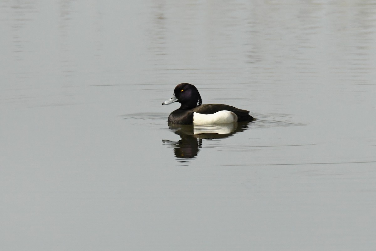 Tufted Duck - ML618783612