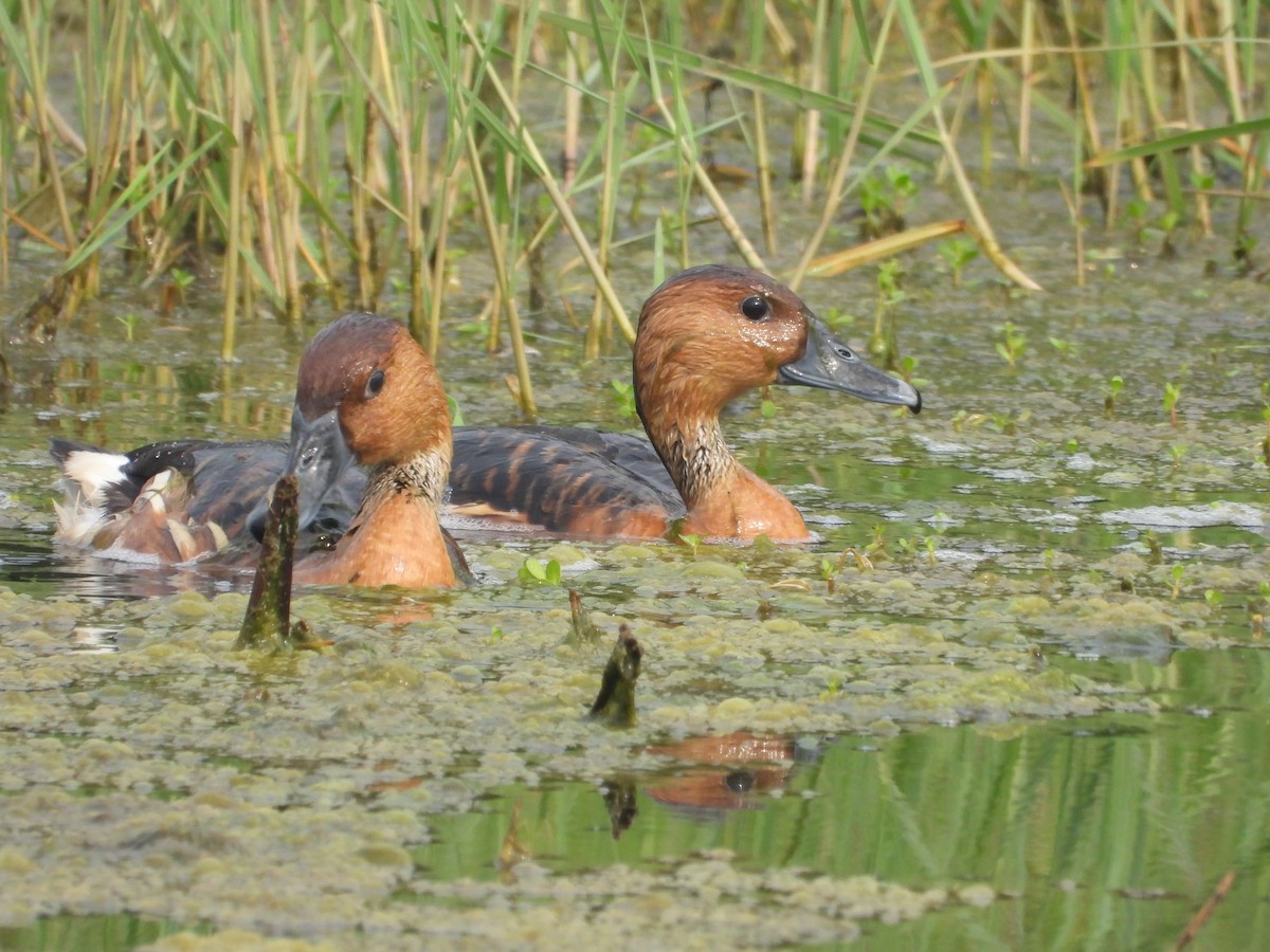 Fulvous Whistling-Duck - ML618783625