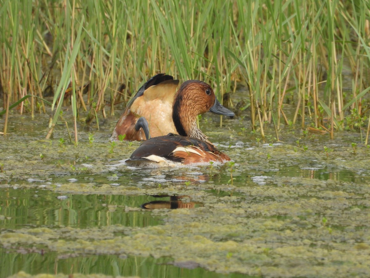 Fulvous Whistling-Duck - ML618783646