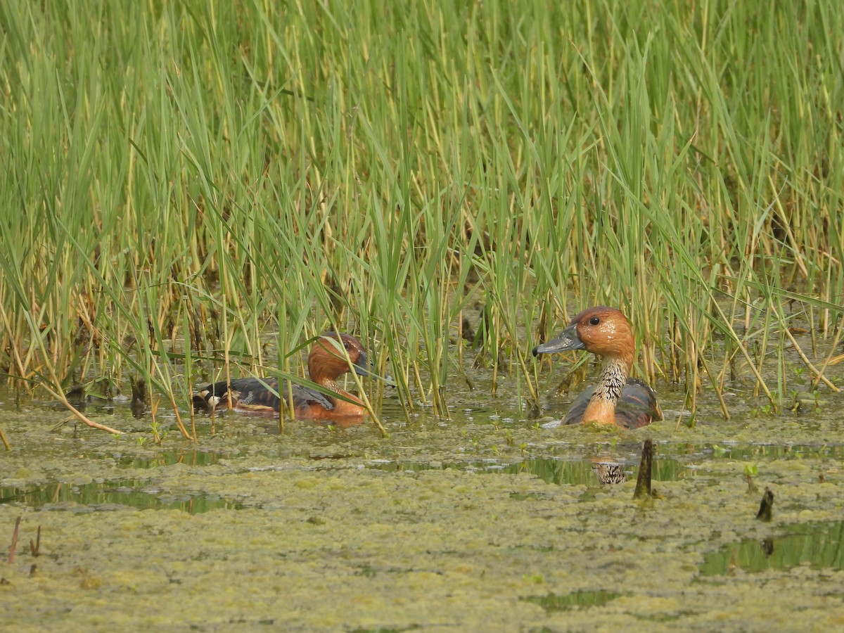 Fulvous Whistling-Duck - ML618783650