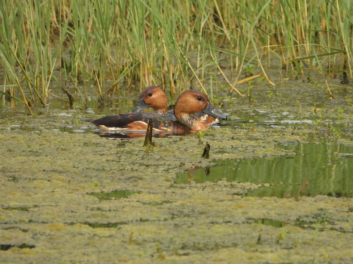 Fulvous Whistling-Duck - Kevin Long