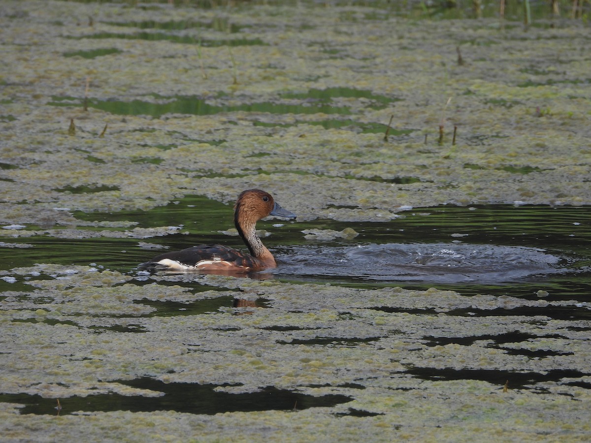 Fulvous Whistling-Duck - ML618783673