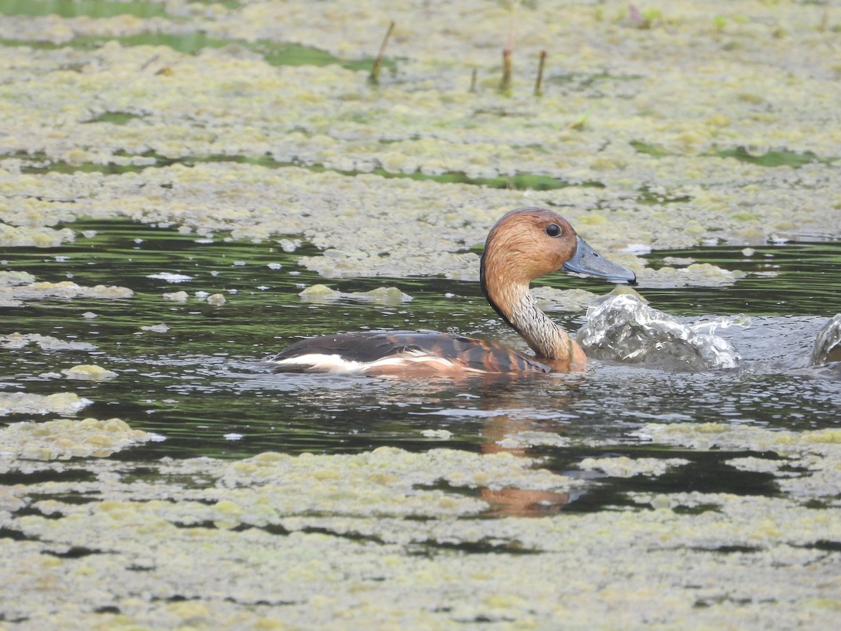 Fulvous Whistling-Duck - ML618783685
