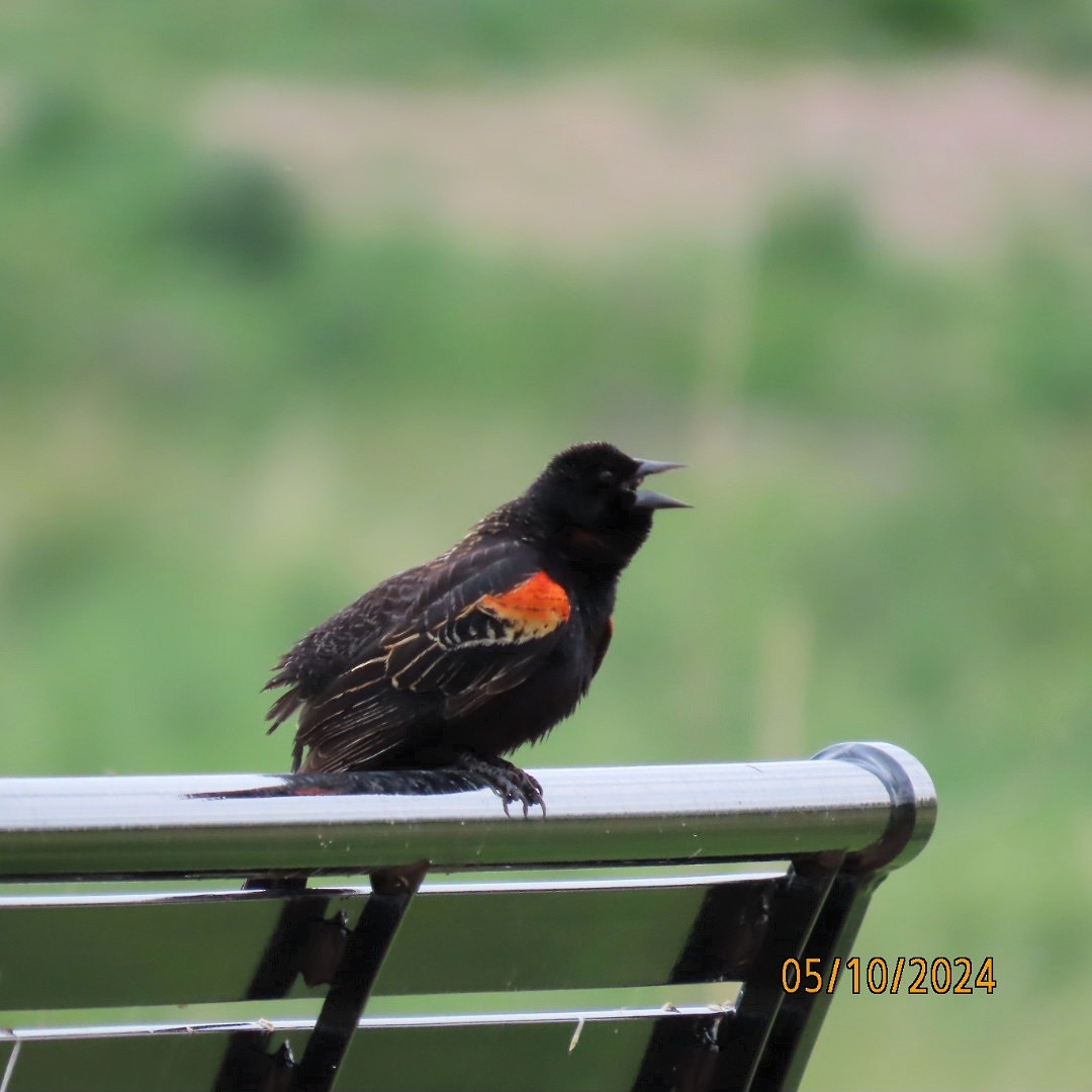 Red-winged Blackbird - ML618783706