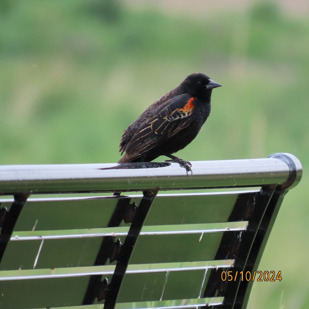 Red-winged Blackbird - ML618783707