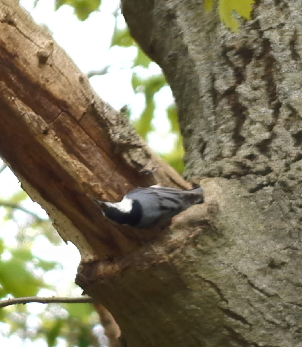 White-breasted Nuthatch - ML618783756