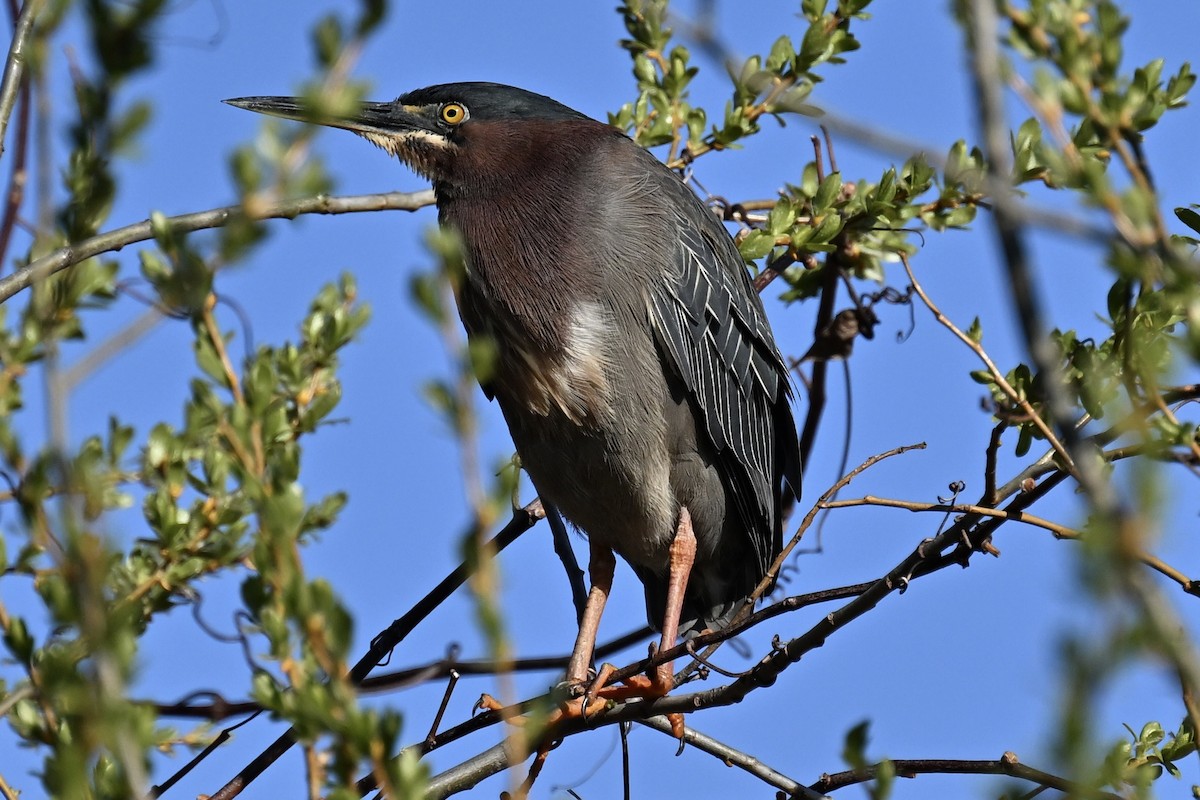 Green Heron - france dallaire