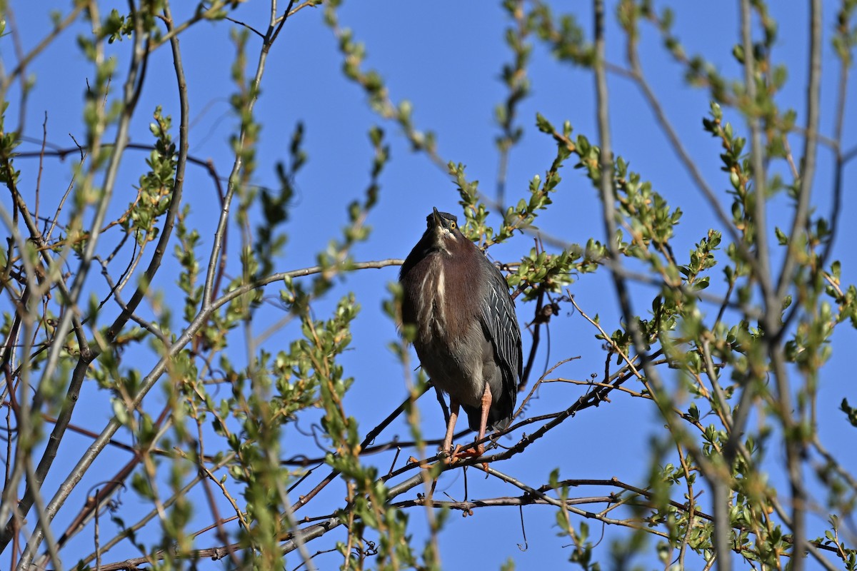Green Heron - france dallaire