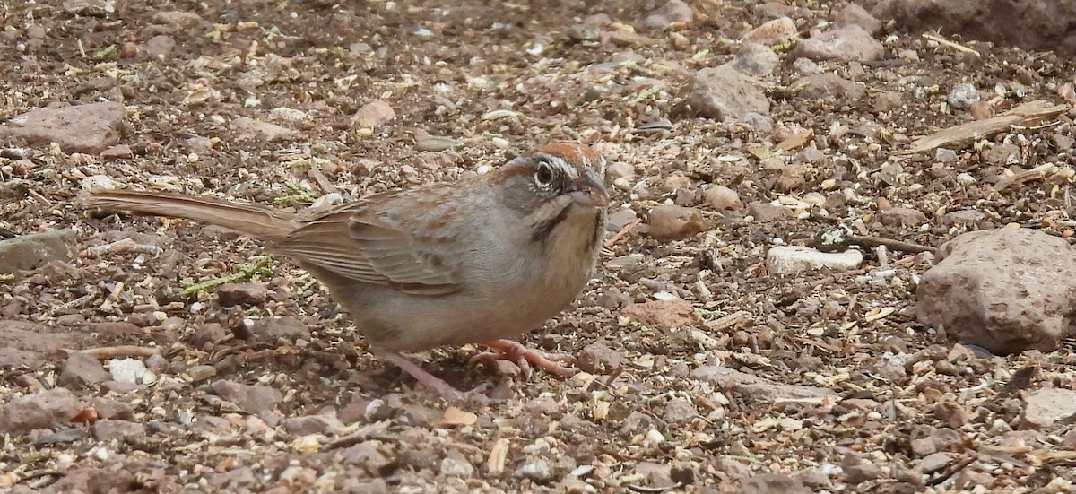 Rufous-crowned Sparrow - ML618783798