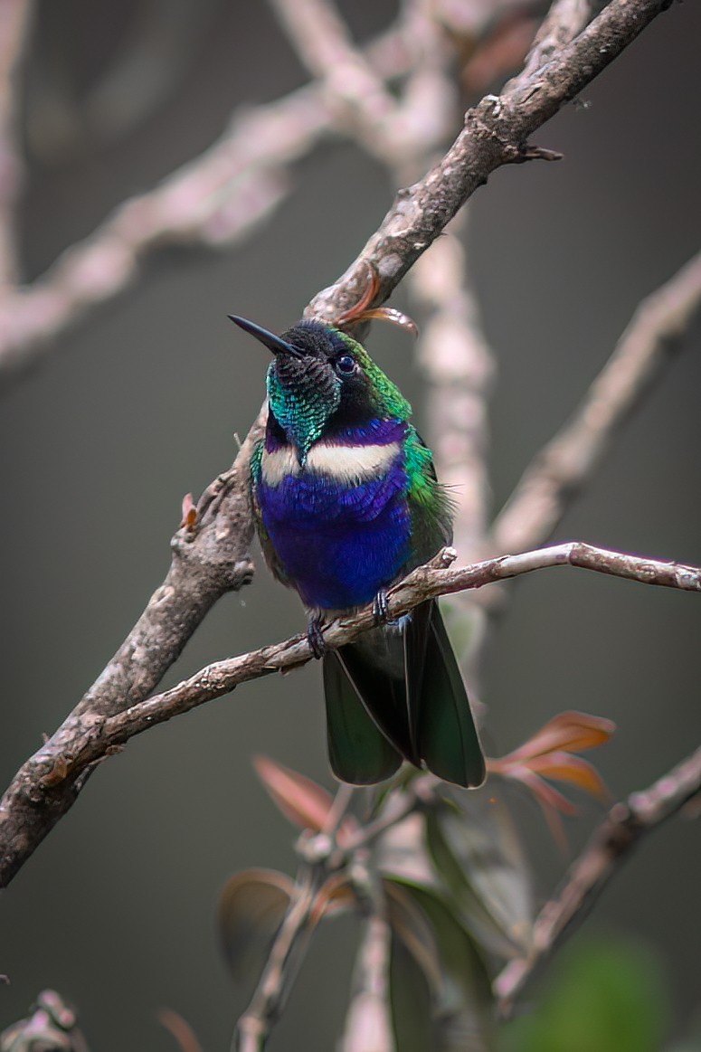 kolibřík čabrakový - ML618783799