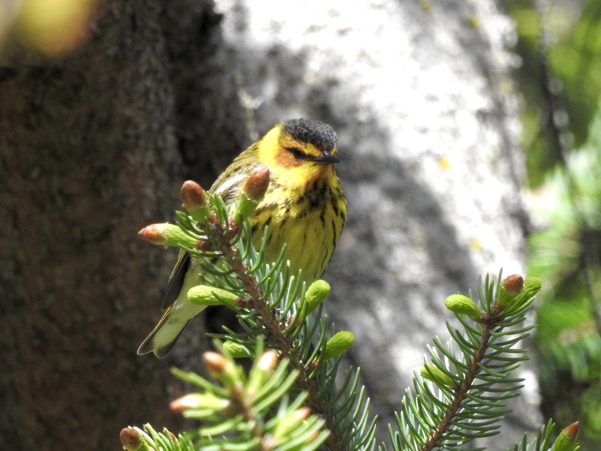 Cape May Warbler - Linda Standfield
