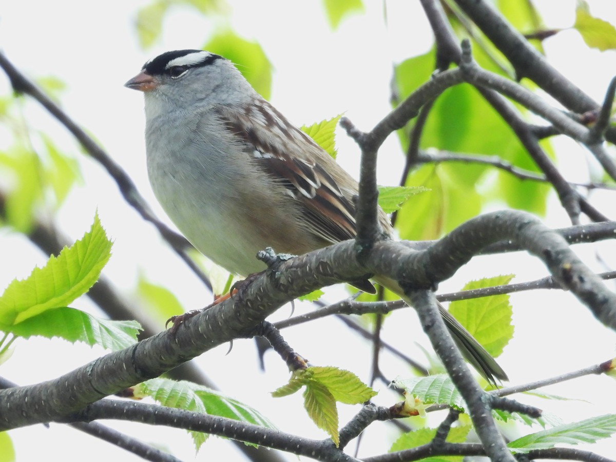 White-crowned Sparrow - ML618783919