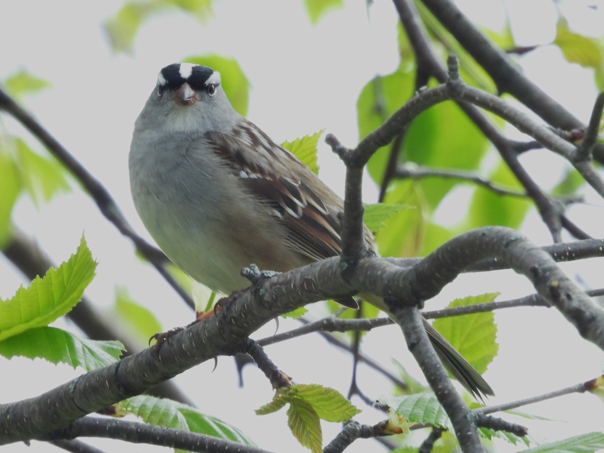 White-crowned Sparrow - ML618783920