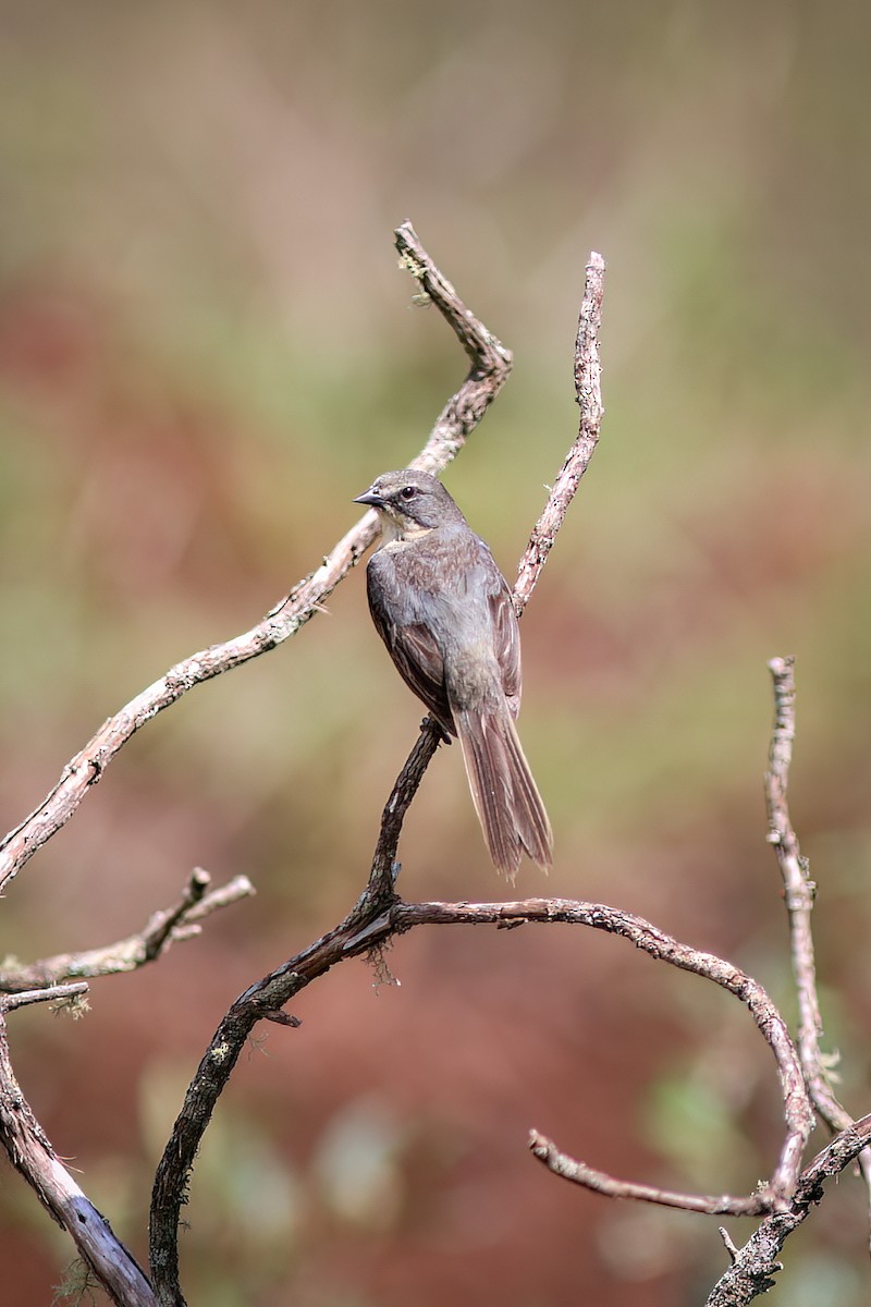 Long-tailed Reed Finch - ML618783947