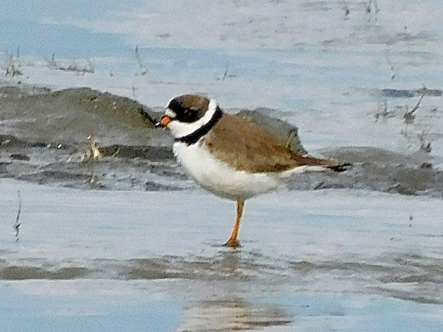 Semipalmated Plover - ML618784007