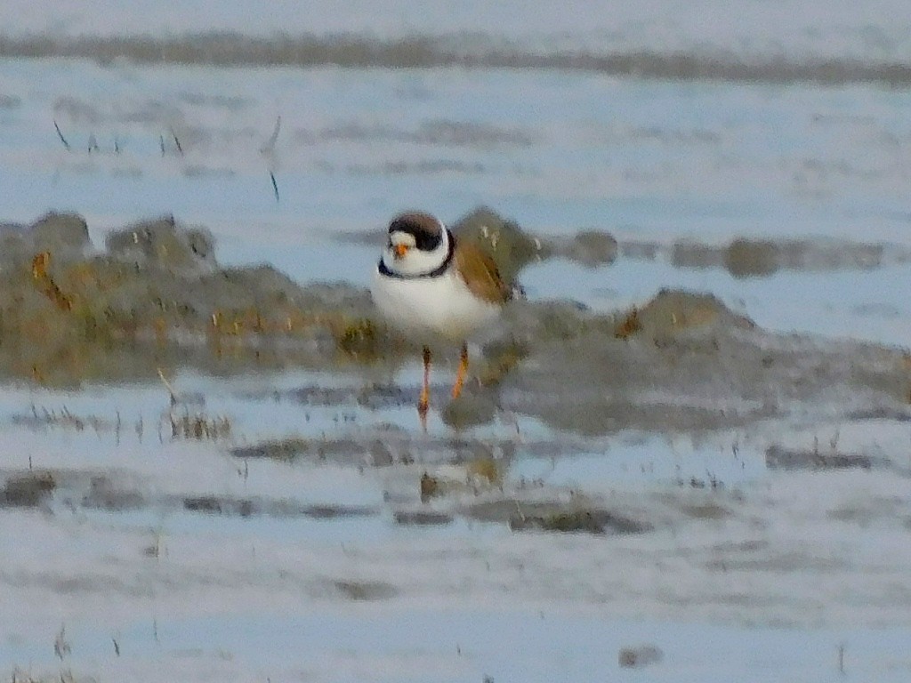 Semipalmated Plover - ML618784008