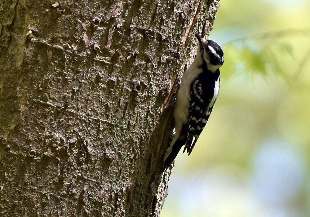 Downy Woodpecker - ML618784018