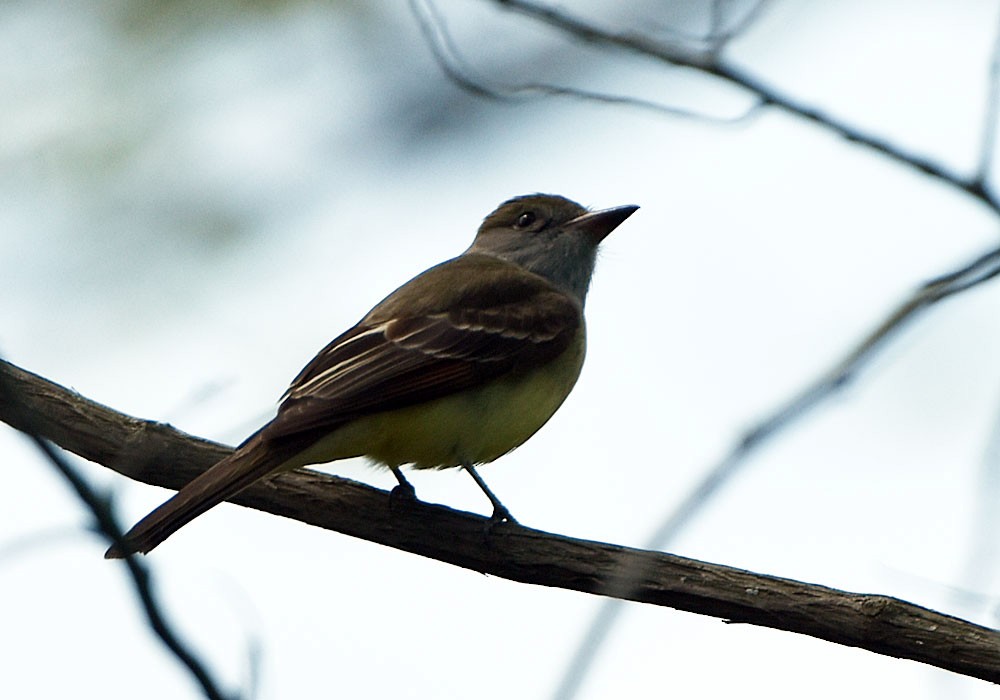 Great Crested Flycatcher - ML618784022