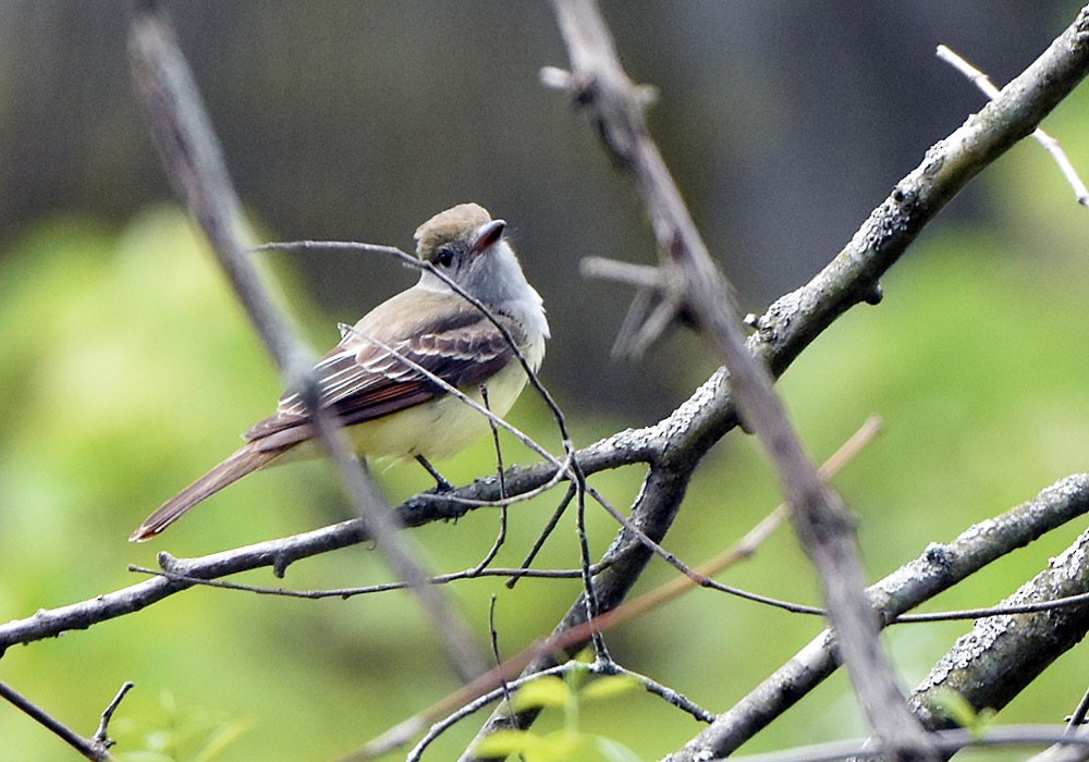 Great Crested Flycatcher - Ian Shalapata