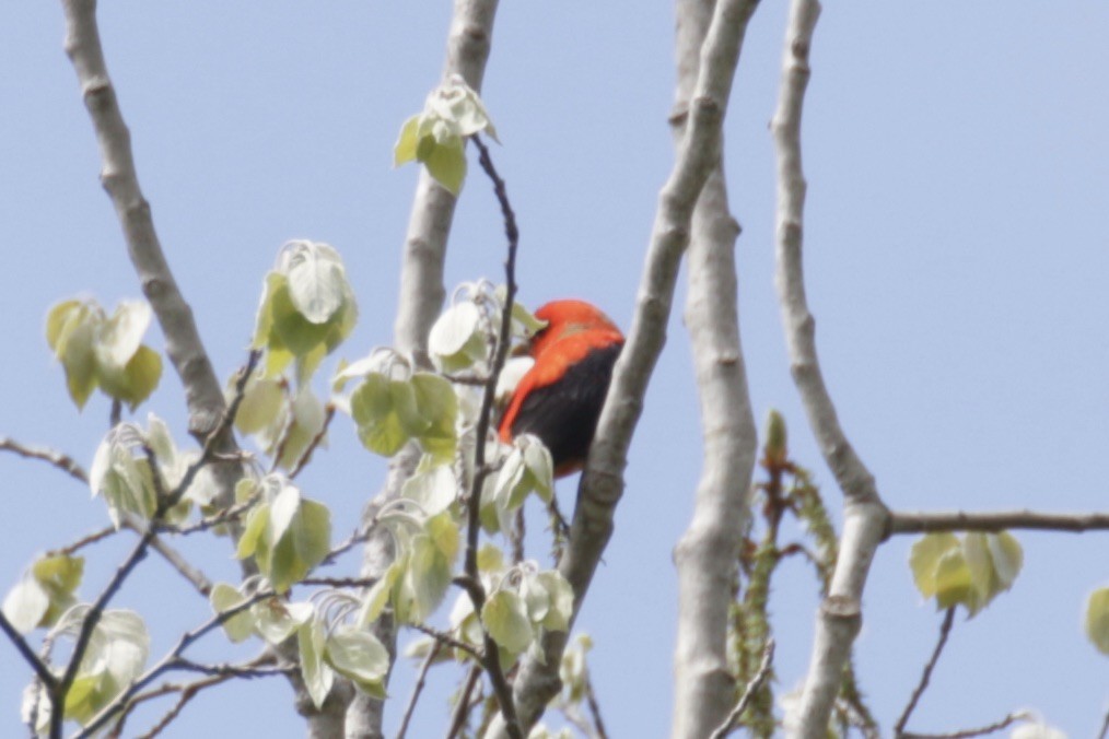 Scarlet Tanager - ML618784038