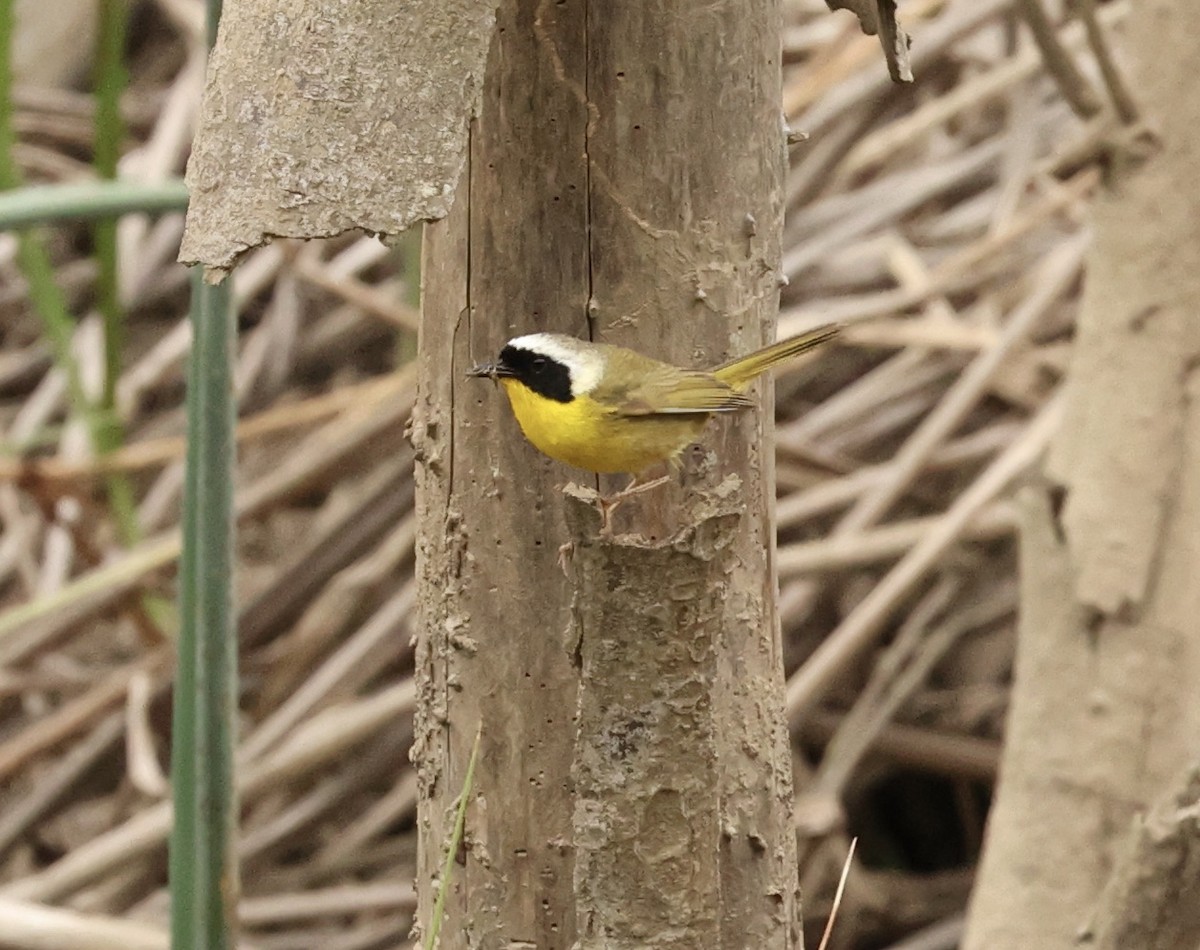 Common Yellowthroat - Millie and Peter Thomas