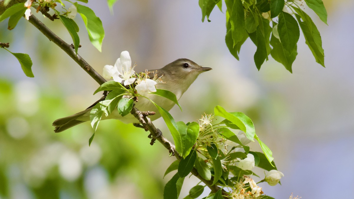 Warbling Vireo - Brian Rusnica