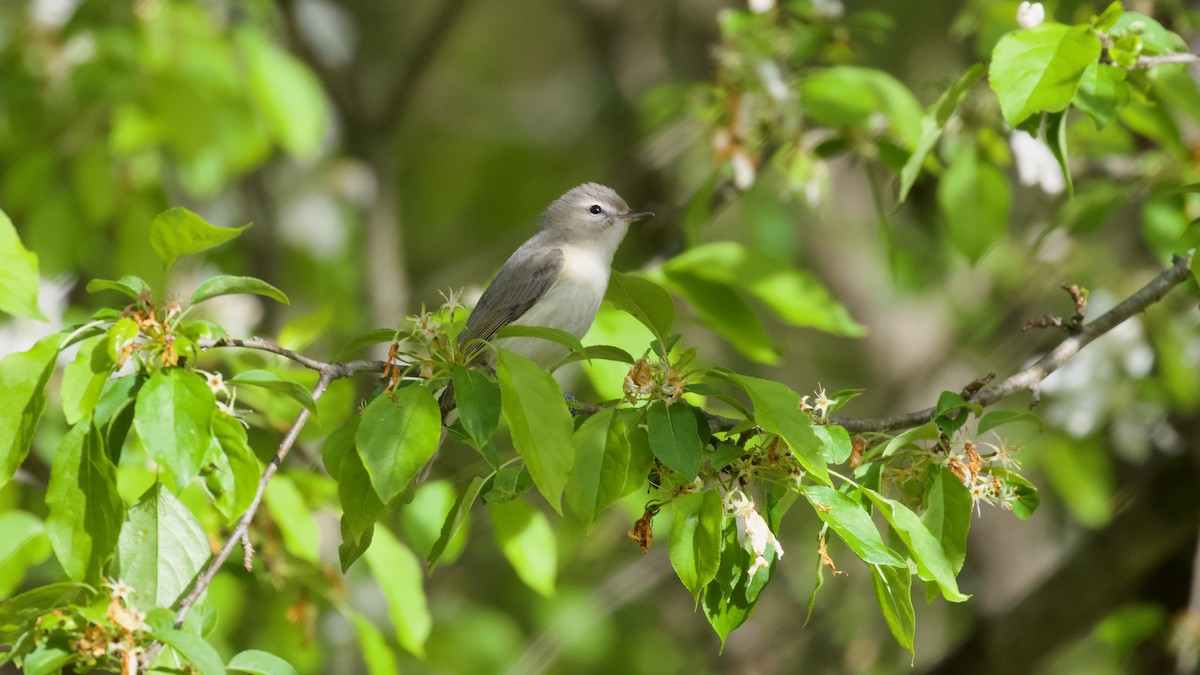 Warbling Vireo - Brian Rusnica