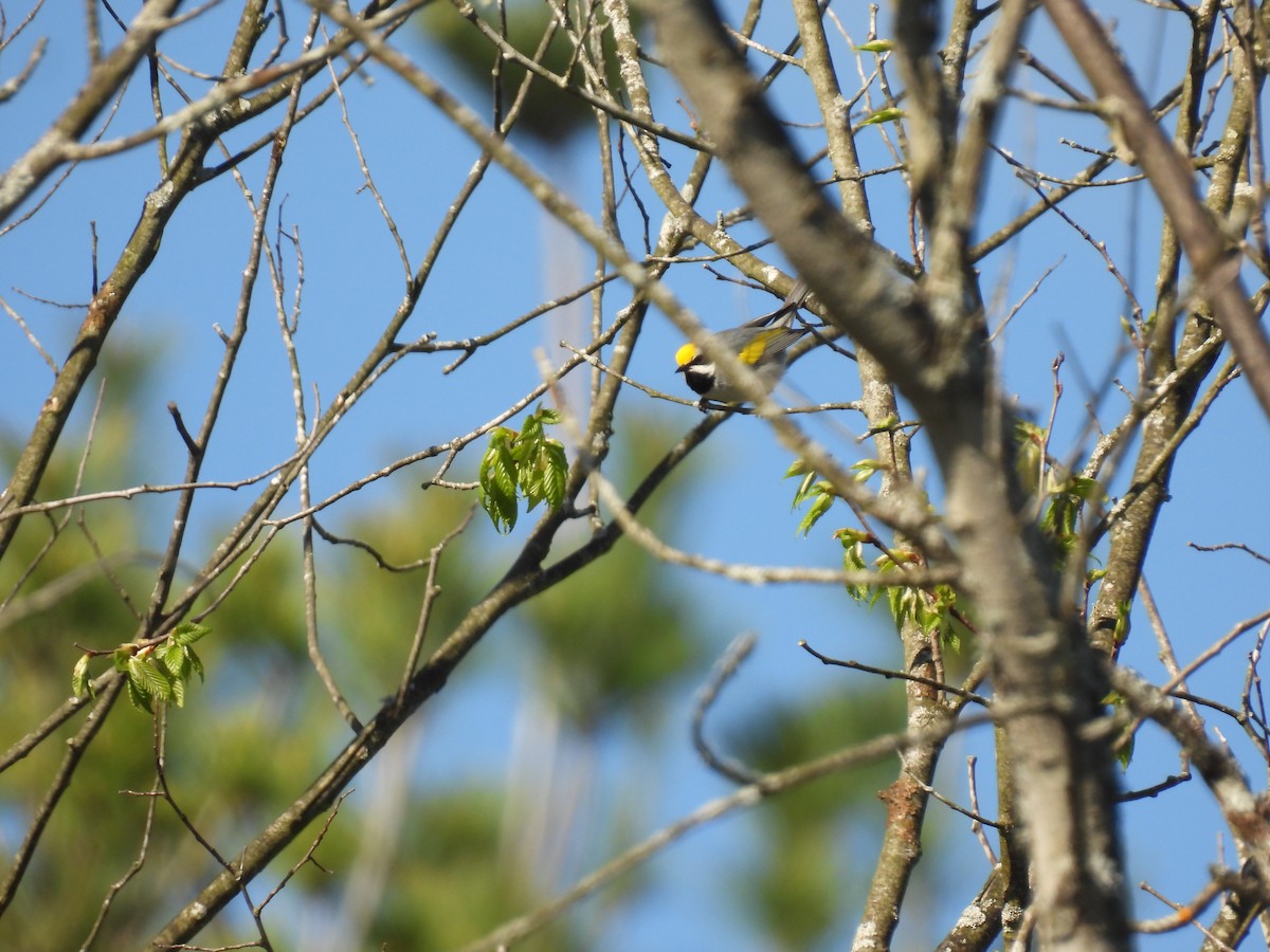 Golden-winged Warbler - ML618784107