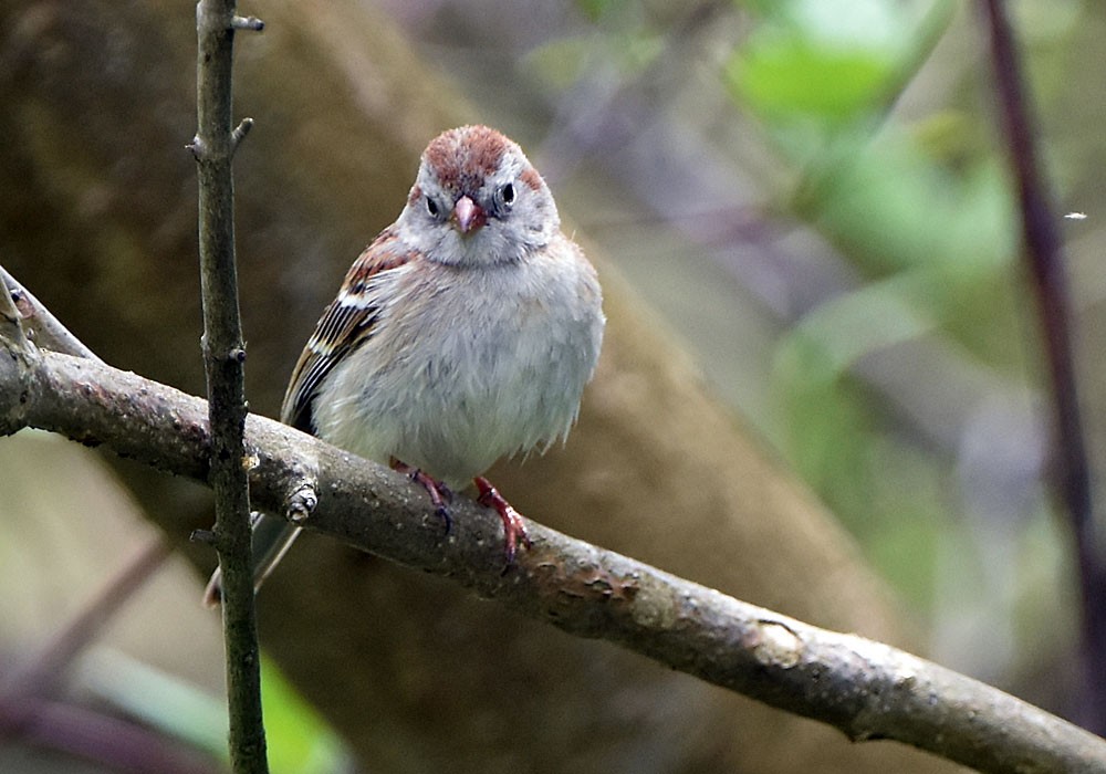 Field Sparrow - ML618784109